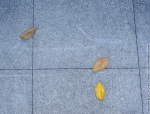 Leaves found on sidewalk
